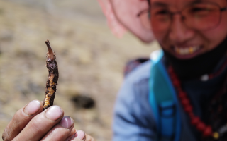  冬虫夏草的产地溯源方法有哪些？