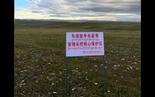 高原之上，虫草共生；守护生态，东强堂与你同行