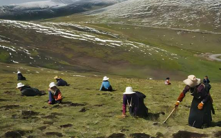 大量采摘冬虫夏草对环境的影响