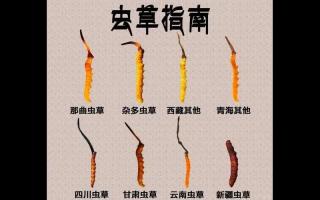 野生虫草和人工虫草的区别在哪里?哪种更值钱?