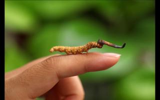 野生的冬虫夏草长啥样子 具体形态特征