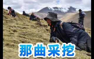 东强堂·那曲/玉树虫草：雪域秘境孕育的滋补瑰宝