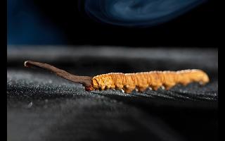 藏区的冬虫夏草是什么昆虫变的