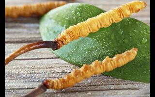 冬虫夏草保存的最佳温度