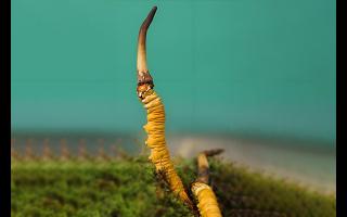  雪山冬虫夏草的生长周期是多久？