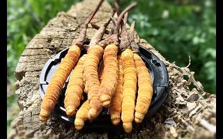 冬虫夏草生长周期与产区环境的对应表