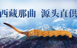 2025 年冬虫夏草市场核心数据简报