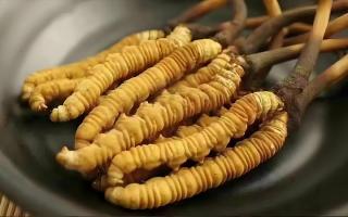  冬虫夏草市场的未来发展趋势