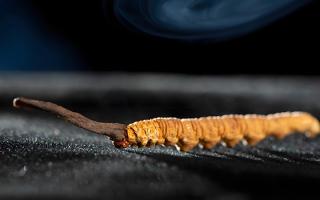 关于冬虫夏草市场的最新研究报告有哪些？