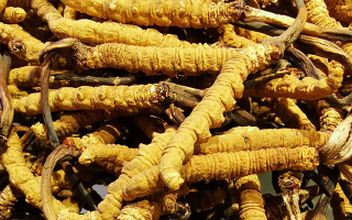 雪域珍品，大器天成！东强堂最大新鲜那曲冬虫夏草，解锁巅峰滋养