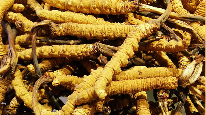 藏农神草那曲冬虫夏草新鲜采挖