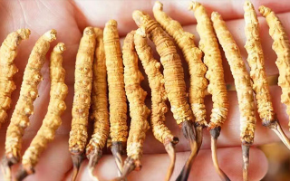 四岁宝宝能吃冬虫夏草吗？藏农神草：科学滋养，守护孩童成长元气