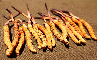 权威解读：冬虫夏草炖鸡汤，藏域滋养与家常美味的双向奔赴