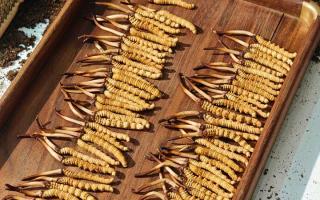 冬虫夏草现在不值钱了吗？2026年市场真相揭秘