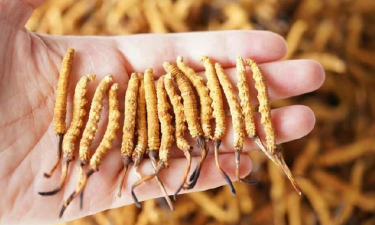 冬虫夏草各地产量揭秘