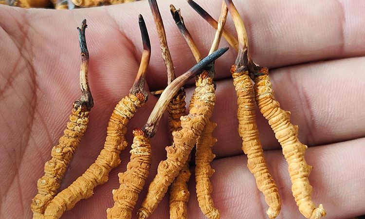 冬虫夏草正确保存方法 