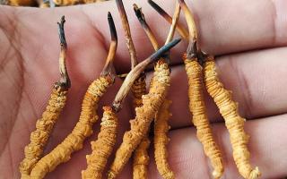 冬虫夏草正确保存方法，西藏那曲虫草网教你锁住雪域滋养不流失