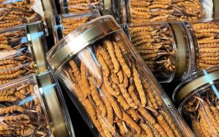 揭秘适合冬虫夏草生长的环境，西藏那曲虫草网解读雪域孕育密码