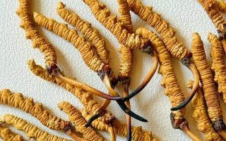 冬虫夏草保存的最佳温度，西藏那曲虫草网教你锁住雪域珍草营养