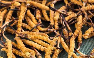 藏区特产冬虫夏草是什么？西藏那曲虫草网为你全面解密