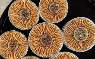 正宗那曲冬虫夏草其实很便宜，打破高价迷局，回归价值本质