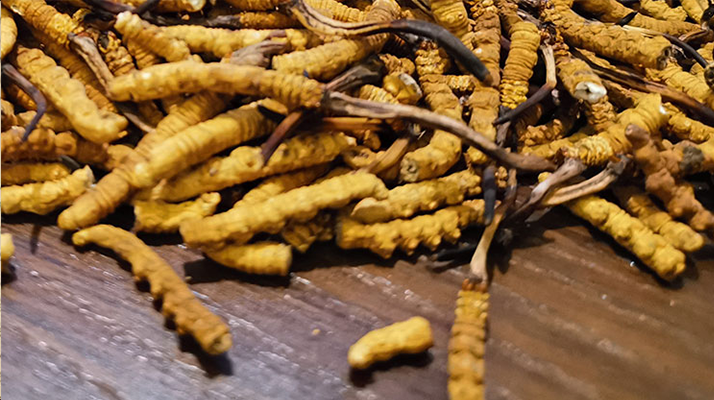 揭秘适合冬虫夏草生长的海拔 