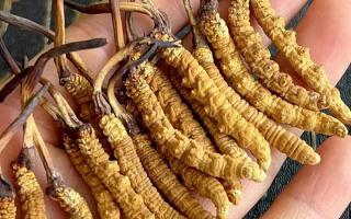 藏红花和冬虫夏草哪个贵？揭秘2026年最新价格真相