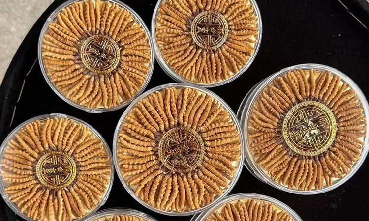 100块钱一盒冬虫夏草能买吗 