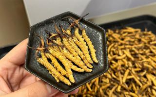 怎么选冬虫夏草好坏？5步精准鉴别，避坑不踩雷