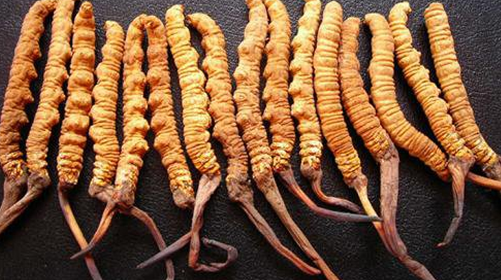 那曲冬虫夏草产地