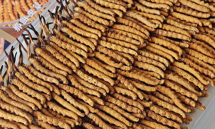 宝宝服用冬虫夏草