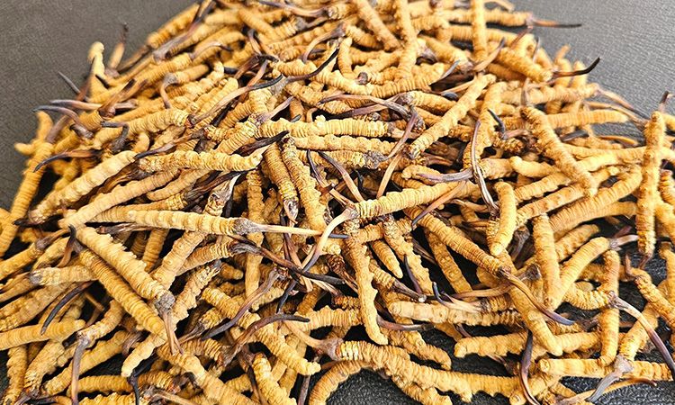 选对冬虫夏草不踩坑 