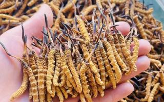 35元一根的冬虫夏草能买吗？——揭秘低价虫草真相