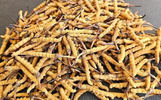 选对冬虫夏草不踩坑——西藏那曲虫草网教你挑出优质好虫草