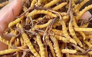 10克冬虫夏草泡多少酒？西藏那曲虫草网揭秘正确配比及泡酒窍门