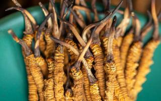 900根一斤的冬虫夏草价格多少？西藏那曲虫草网揭秘2026年最新行情及选购指南