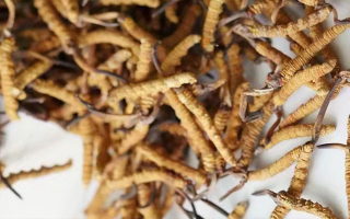 养生滋补冬虫夏草哪里买？西藏那曲虫草网教你选对渠道，买正买值