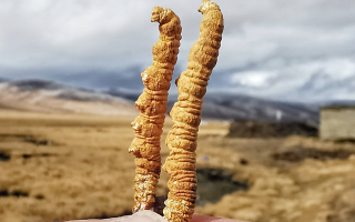 西宁冬虫夏草市场在哪？那曲行业平台详解核心交易市场
