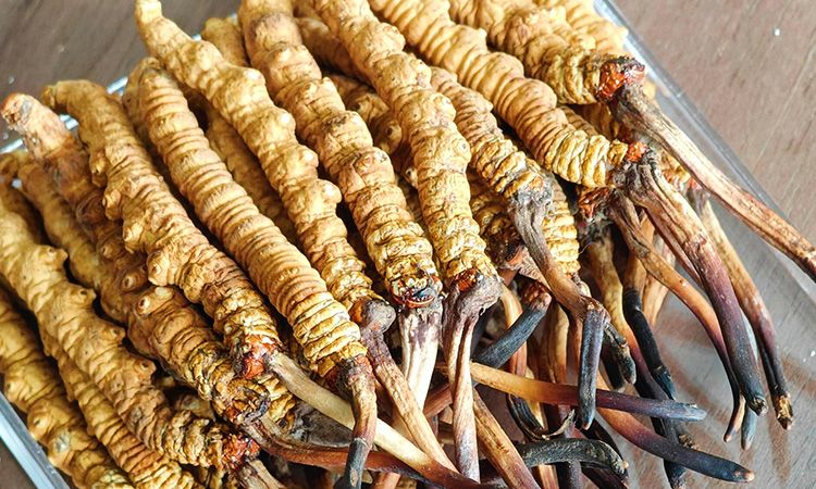  西藏那曲虫草行业网教你分辨冬虫夏草真假