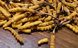 揭秘：什么样的冬虫夏草品质最好？-西藏那曲虫草网