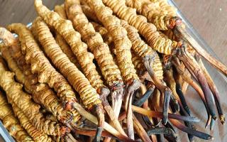 慧眼辨真伪，藏珍不踩坑——西藏那曲虫草行业网教你分辨冬虫夏草真假-西藏那曲虫草网