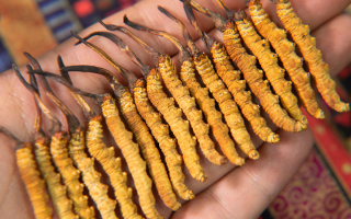 揭秘冬虫夏草最有名产地——西藏那曲｜行业解读-西藏那曲虫草网