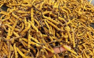 揭秘冬虫夏草的形成原因｜西藏那曲虫草网行业科普-西藏那曲虫草网