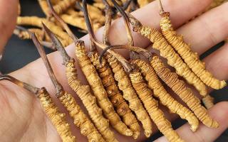 正宗冬虫夏草怎么选购？那曲虫草行业网站教你避坑指南