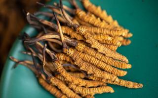 4根一克的冬虫夏草多大？那曲虫草行业网站详解尺寸标准