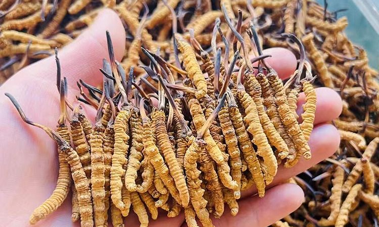 西藏那曲冬虫夏草行业网站 