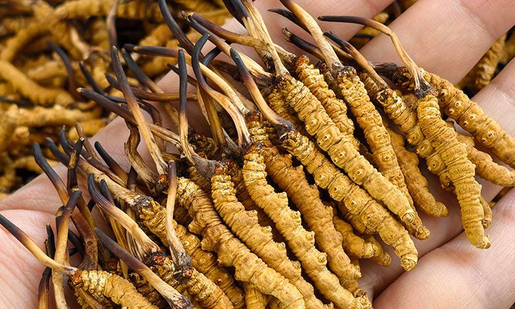 冬虫夏草形成过程