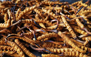 大批量冬虫夏草保存方法，锁住雪域营养不流失