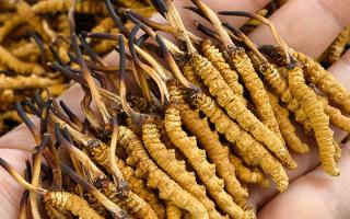  详解冬虫夏草形成过程，解密雪域生物共生密码