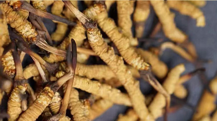 冬虫夏草多少钱